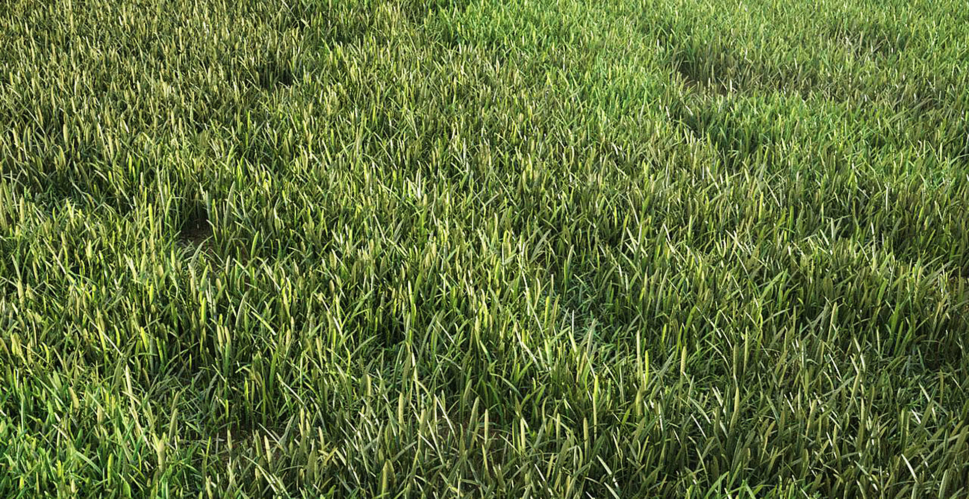 Free Grass by Winkler - 3D Visualization & Blog